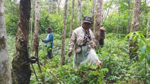 Para perempuan warga Dusun Cawang Gumilir Sumsel, saat menyadap karet .