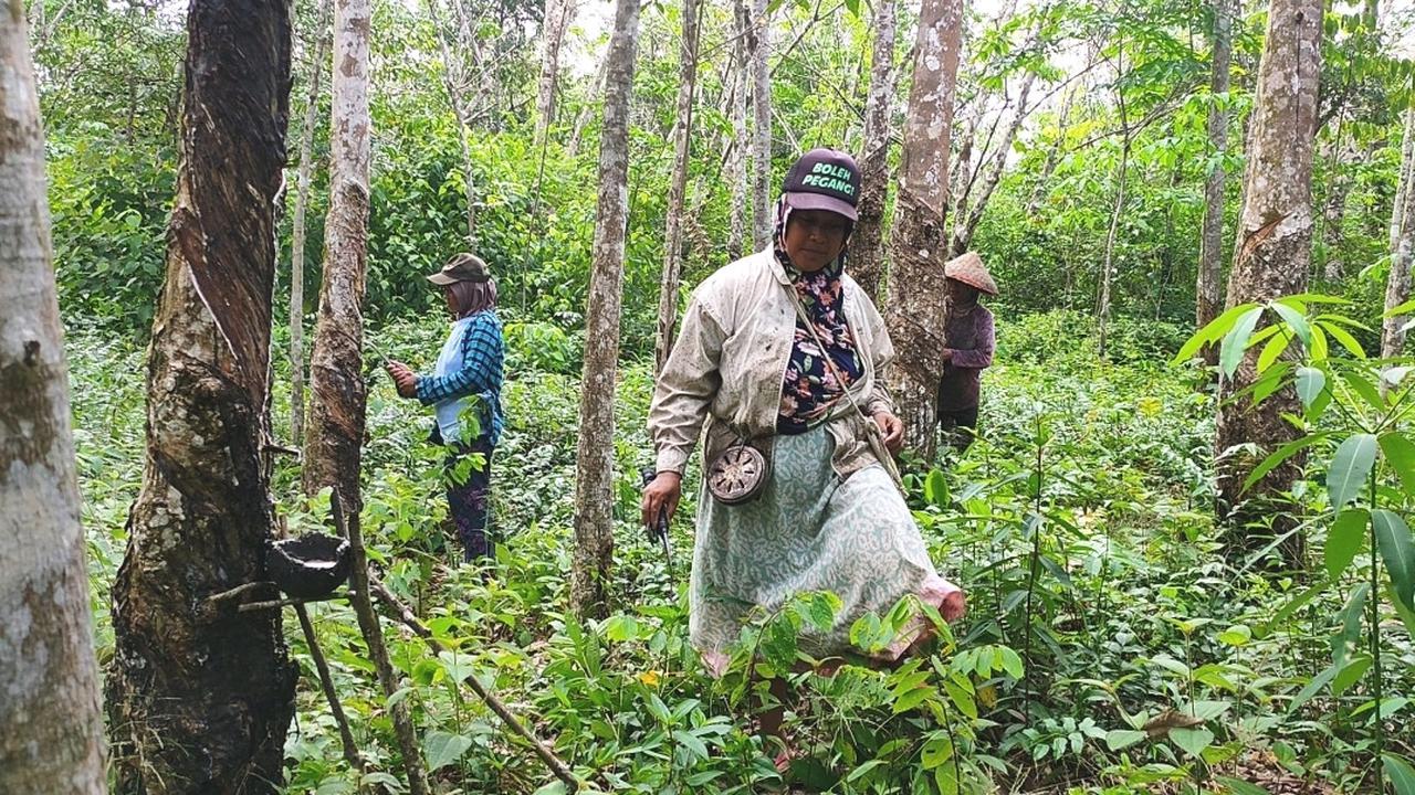 Para perempuan warga Dusun Cawang Gumilir Sumsel, saat menyadap karet .