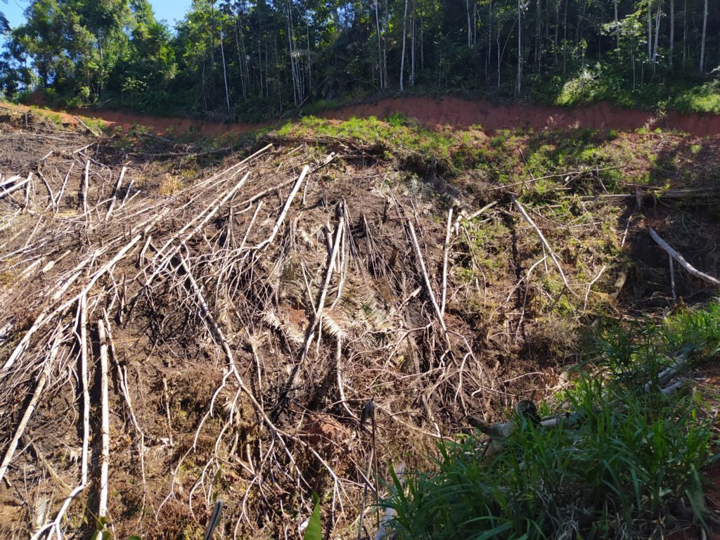 Hutan Desa Pemandang