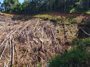 Hutan Desa Pemandang