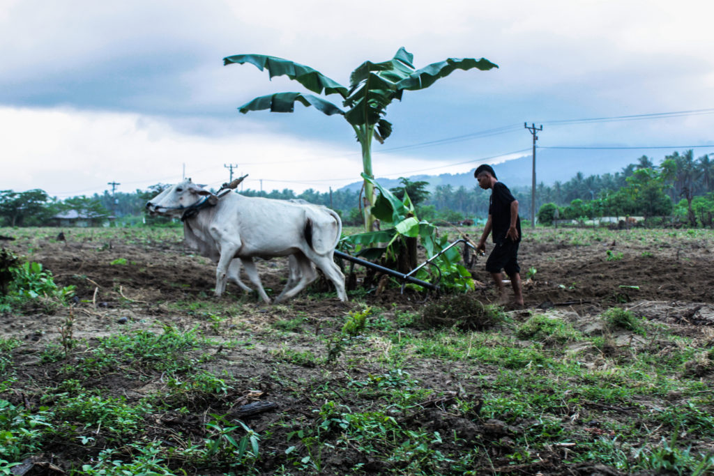 Petani di Desa Bangga