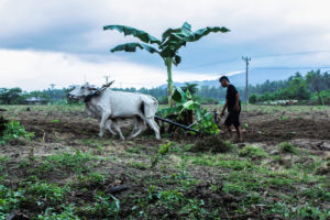 Petani di Desa Bangga