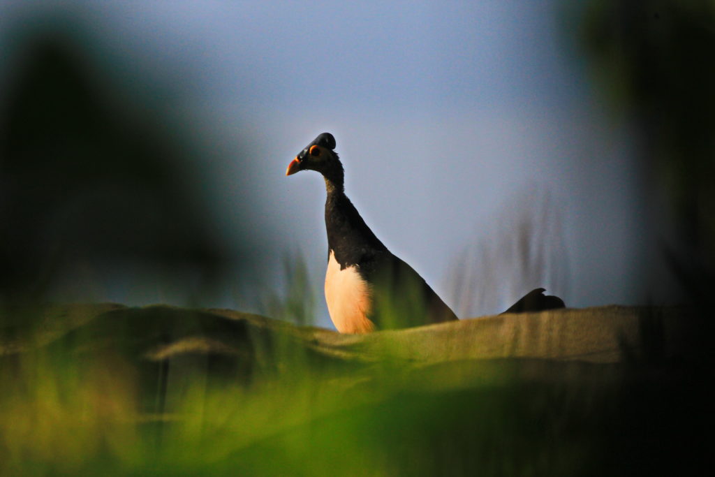 Seekor burung maleo datang ke nesting ground di Tanjung Binerean