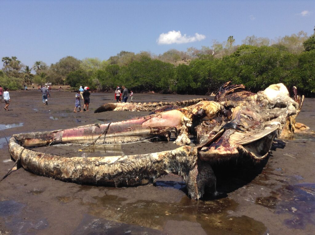 Skeleton of blue whale in Waienga Bay East NusaTenggara by Paulus Igo