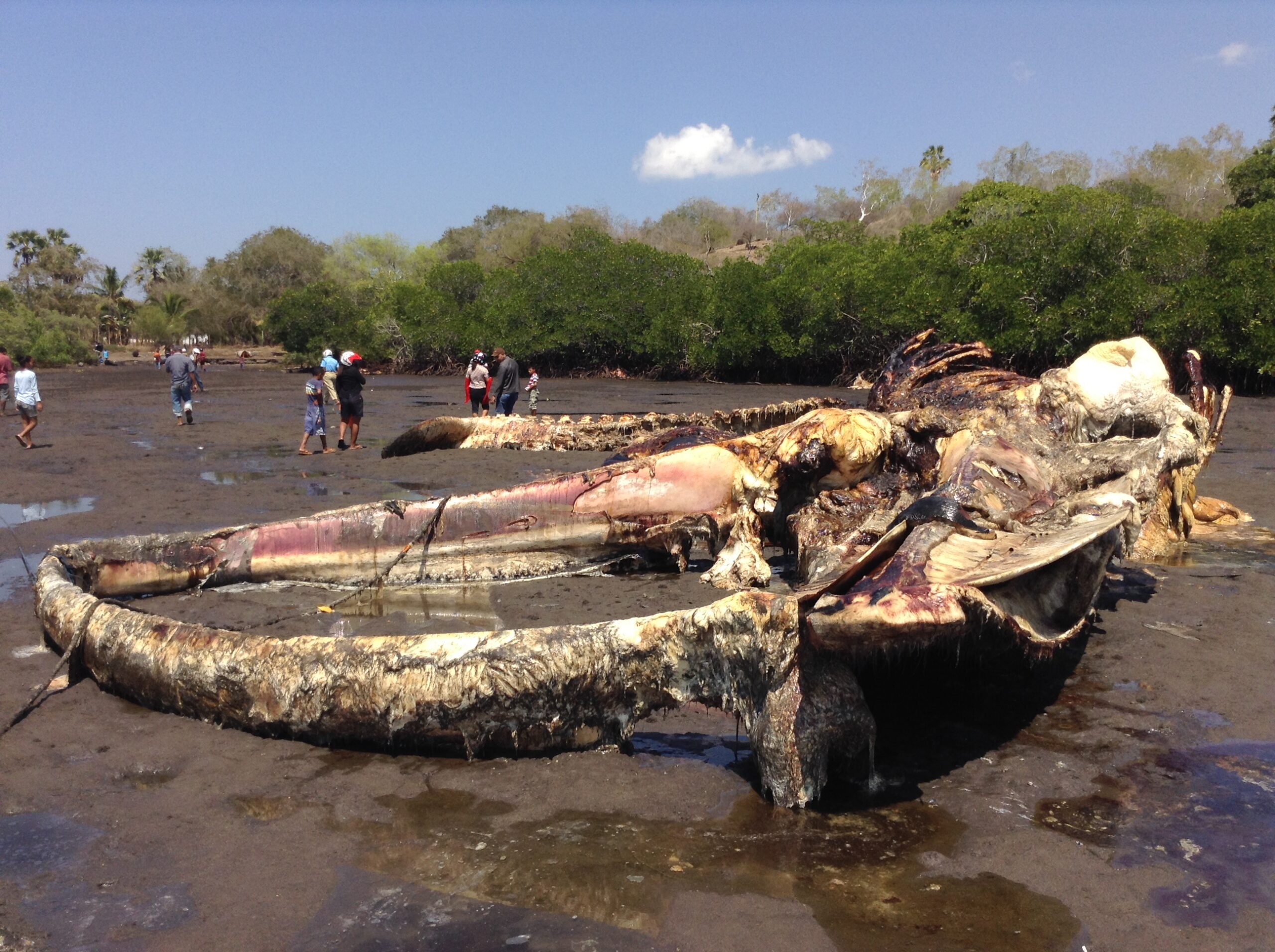Skeleton of blue whale in Waienga Bay East NusaTenggara by Paulus Igo