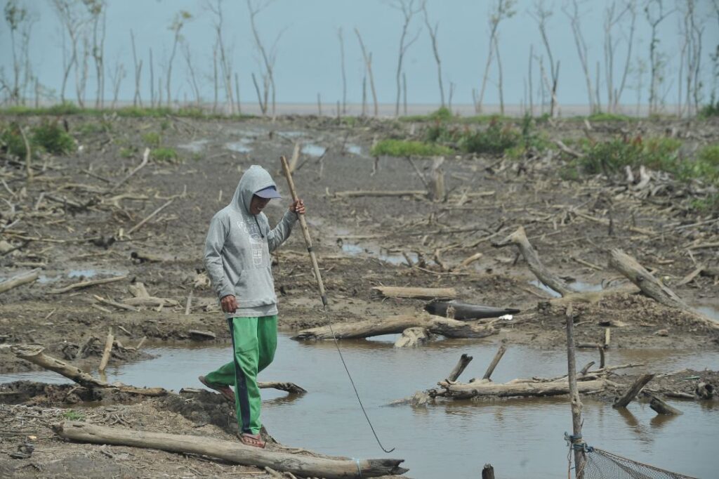 Nelayan mencari kepiting di kawasan mangrove Sungai Sayang Jambi