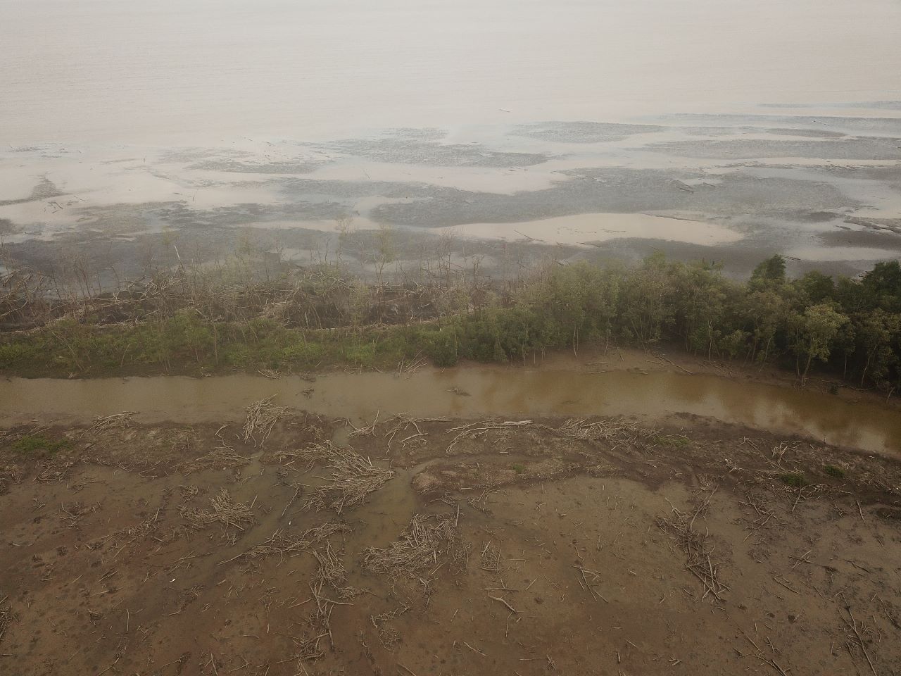 Hutan mangrove Desa Sungai Sayang Kab. Tanjab Timur