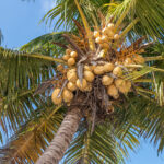 Wolrd Coconut Day 2023 Aerem Belaikin