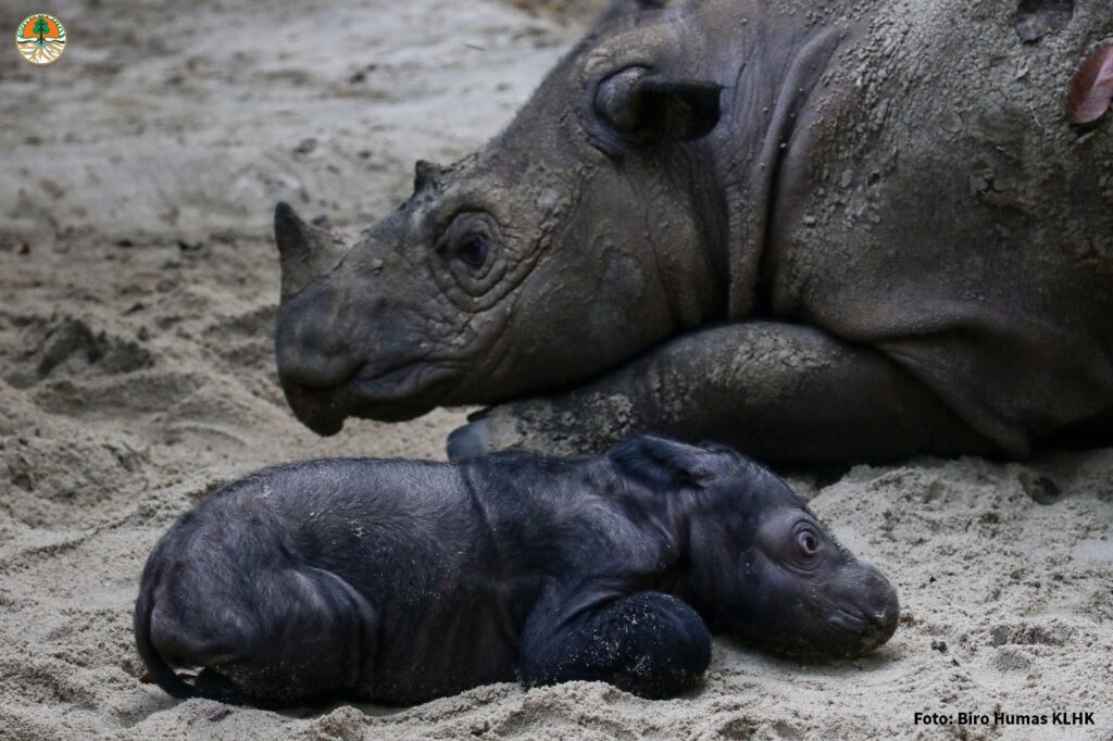 Sumatran rhino calf at Way Kambas National Park