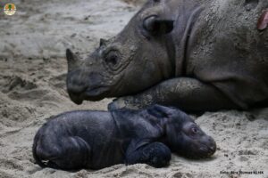 Sumatran rhino calf at Way Kambas National Park