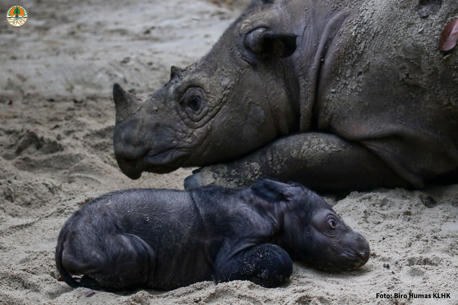 Sumatran rhino calf at Way Kambas National Park