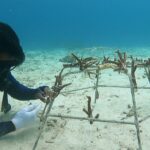 Konservasi karang terumbu Yayasan Coral Oasis