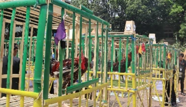 Foto Kontes Ayam Pelung Piala Rektor Unpad 2023.