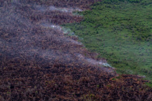 Asap mengepul dari lahan gambut di perbatasan konsesi kelapa sawit PT Berkat Nabati Sejahtera (IOI Group) di Ketapang, Kalimantan Barat. (Ulet Ifansasti /Greenpeace)