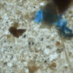 Mikroplastik di tubuh ikan BRIN