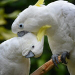 Critically endangered yellow-crested cockatoo