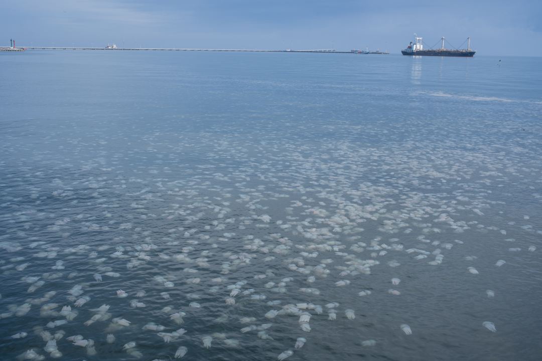 Ubur-ubur di Mayangan Probolinggo