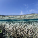 Bleached coral colony in Raja Ampat