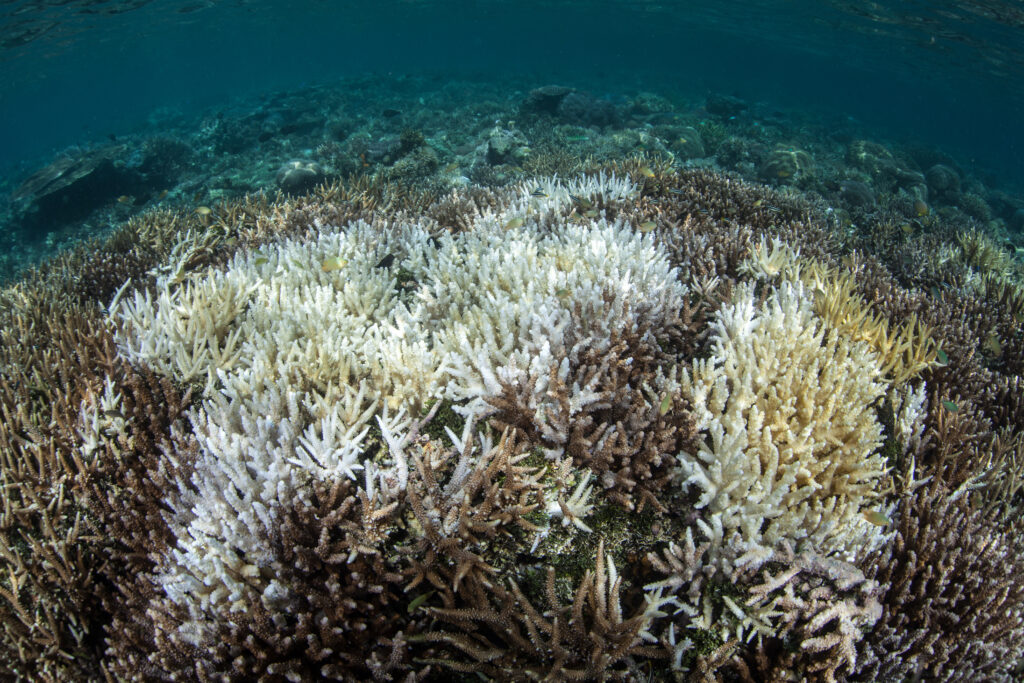 Bleached coral colony in Raja Ampat
