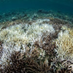 Bleached coral colony in Raja Ampat