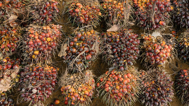 rimba harapan kelapa sawit