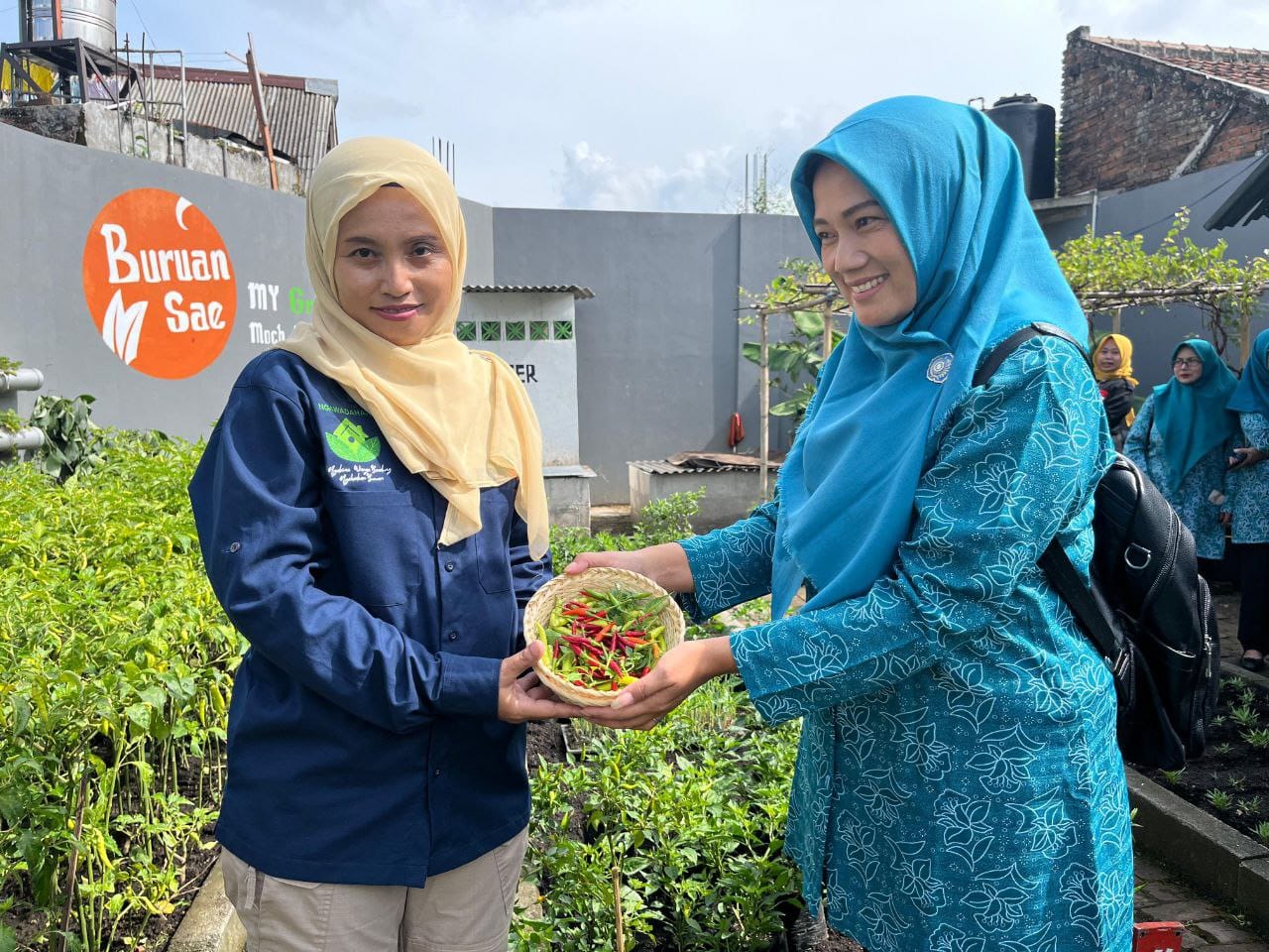 Buruan Sae My Green, Jalan Moh. Yunus RW. 08. Warga pensiun menanam cabai rawit, bawang, pakcoy & kangkung. 3,6 kg panen hari ini!