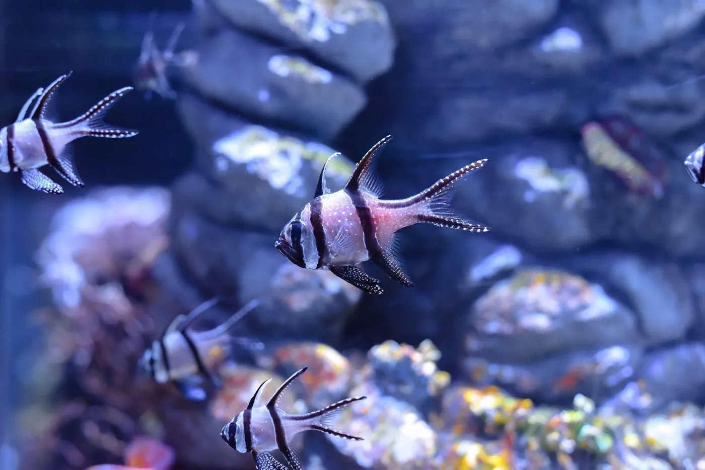 Banggai cardinalfish