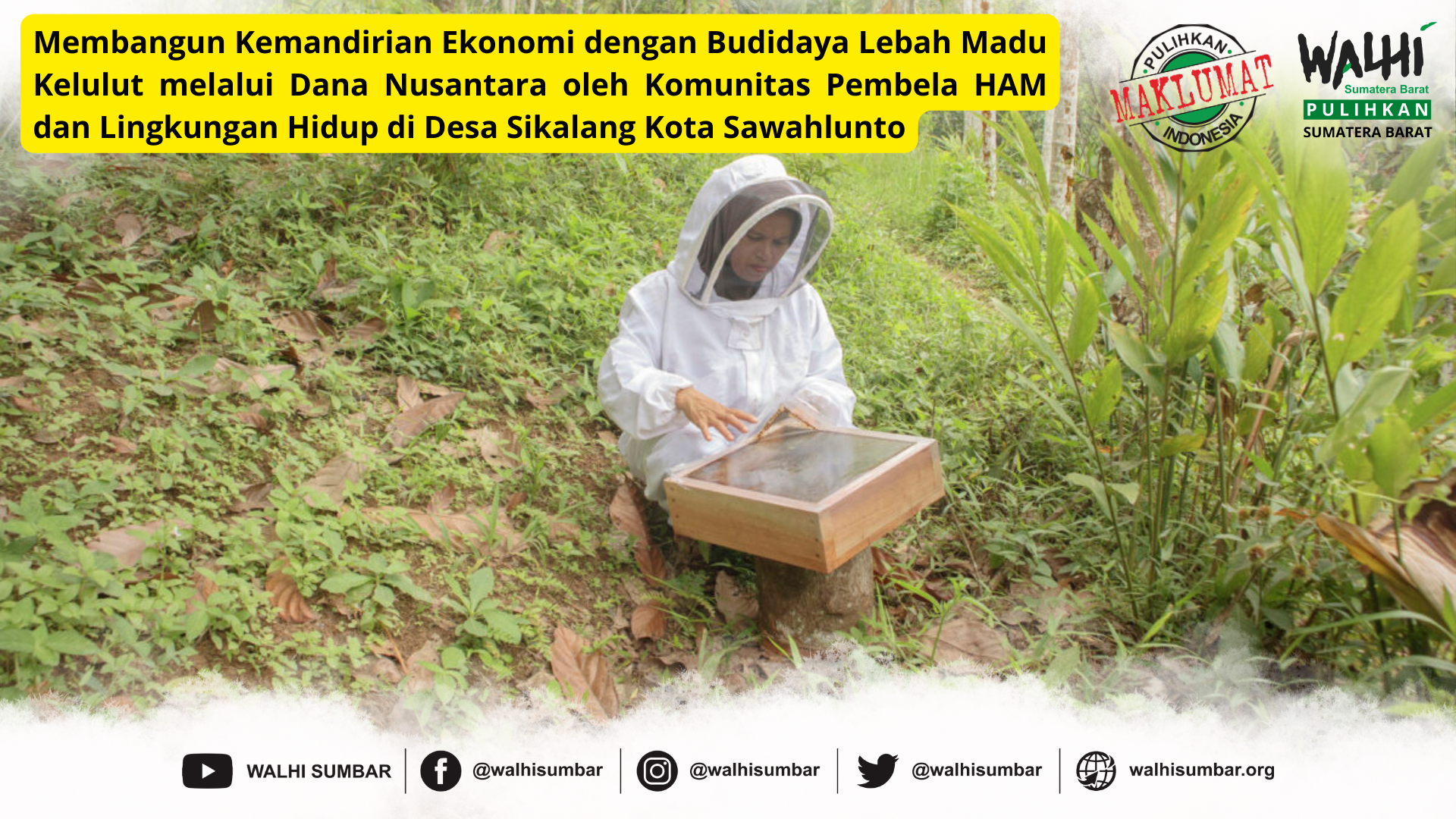 Budidaya Lebah kelut untuk membangun kemandirian ekonomi kolektif di Desa Sikalang Kota Sawahlunto. Dukungan dari WALHI Sumatera Barat.