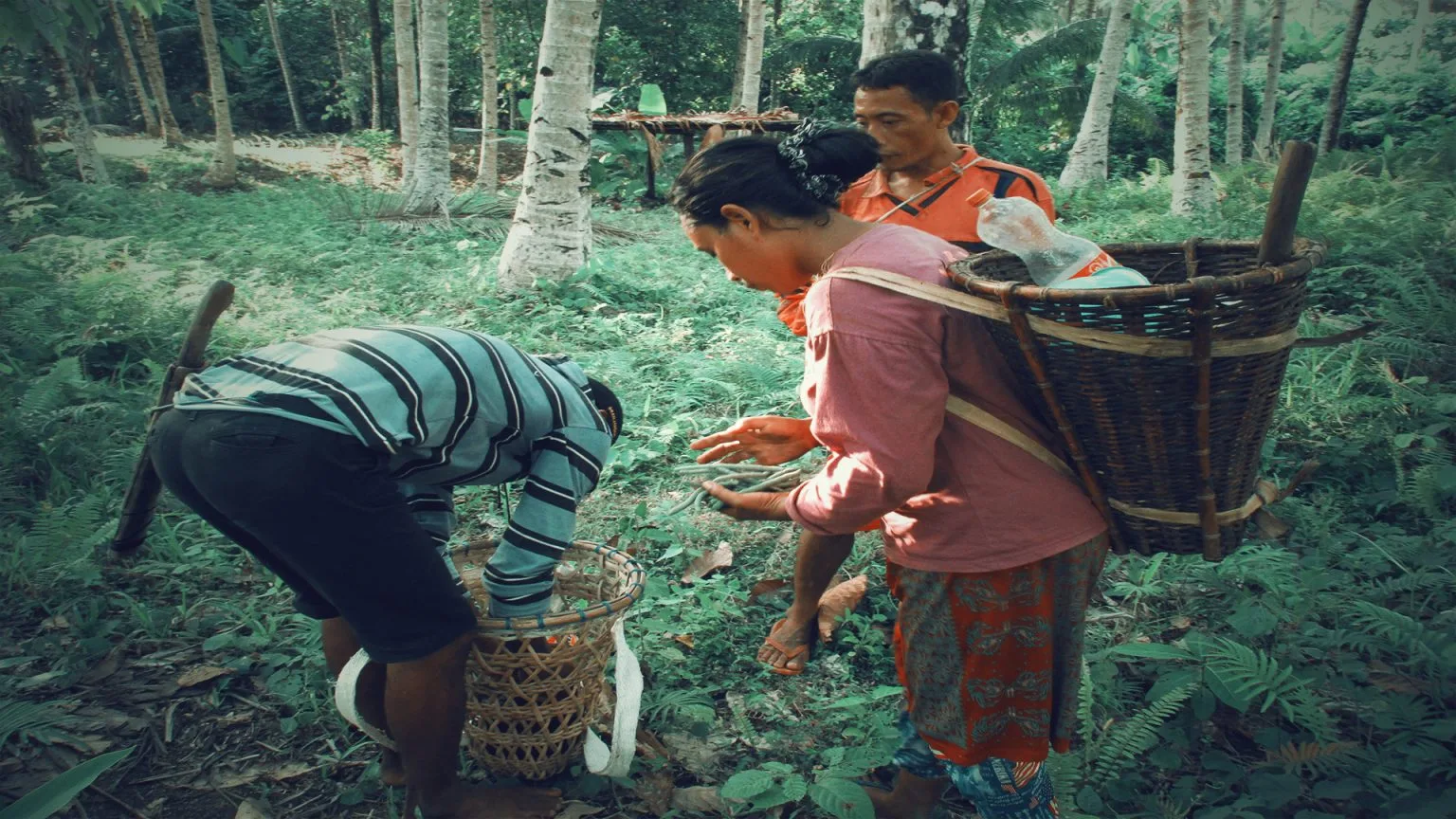 Budaya saling memberi hasil tani ketika berpapasan di ladang oleh warga Gane.