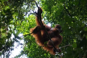 Orangutan sumatera