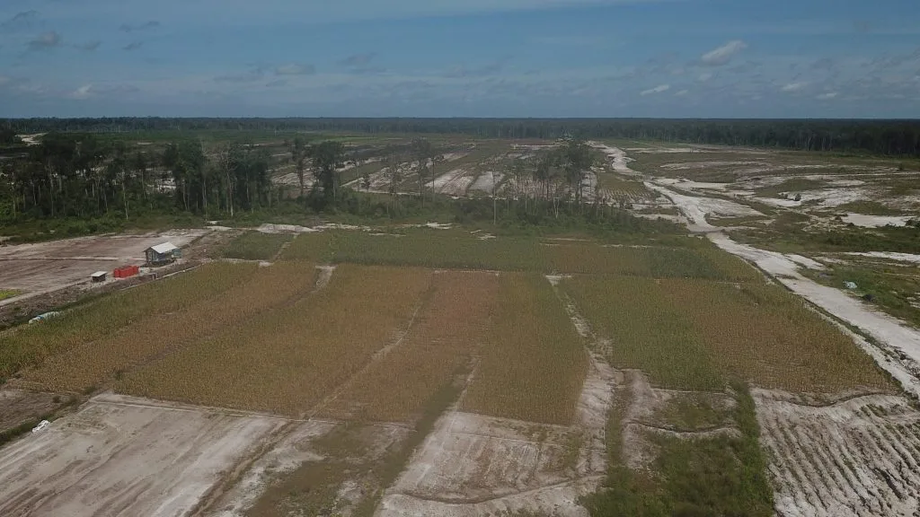 Lahan mangkrak food estate di Kalimantan Tengah. kearifan lokal (Walhi Kalimantan Tengah)