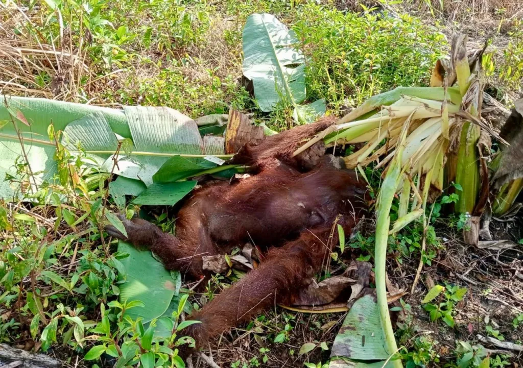 Orang utan mati di kebun warga