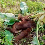 Orang utan mati di kebun warga