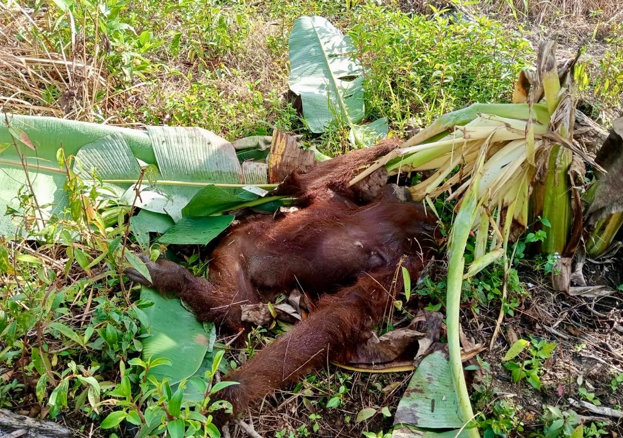 Orang utan mati di kebun warga