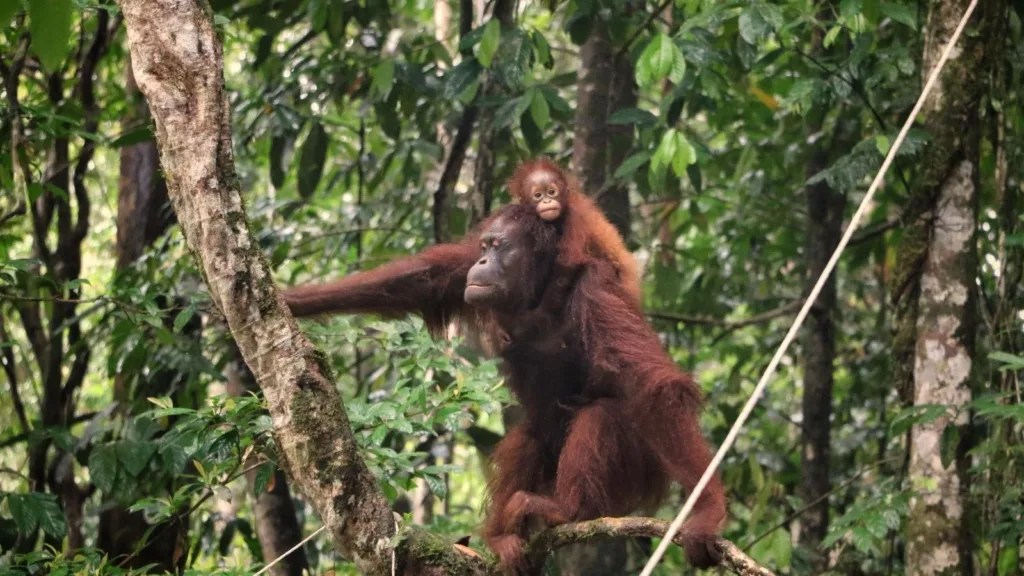 Selamatkan Orangutan Tapanuli dari kepunahan. Walhi Sumatera Utara menggalang dukungan untuk melindungi spesies langka di Batang Toru.