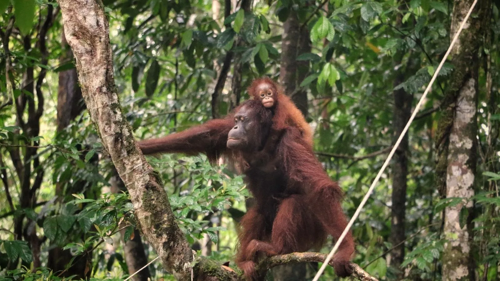 Selamatkan Orangutan Tapanuli dari kepunahan. Walhi Sumatera Utara menggalang dukungan untuk melindungi spesies langka di Batang Toru.