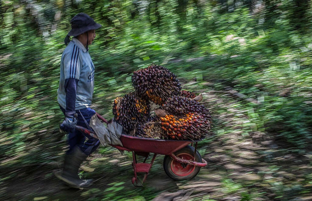 Petani kecil di Kalimantan Barat. (Foto: Afriadi Hikmal/Greenpeace)