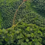 Hutan Kalimantan Barat. (WWF INDONESIA)