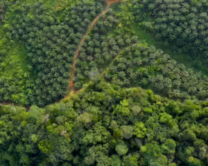Hutan Kalimantan Barat. (WWF INDONESIA)