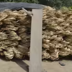 Rotan tumbuh memerlukan pohon sebagai pendukung. Rotan berkelanjutan memberi insentif kepada masyarakat untuk melestarikan dan merestorasi hutan.