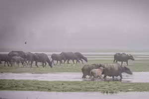 Kerbau di desa Bangsal, Sumatera Selatan.(Foto: Abriansyah Liberto/Greenpeace Indonesia)