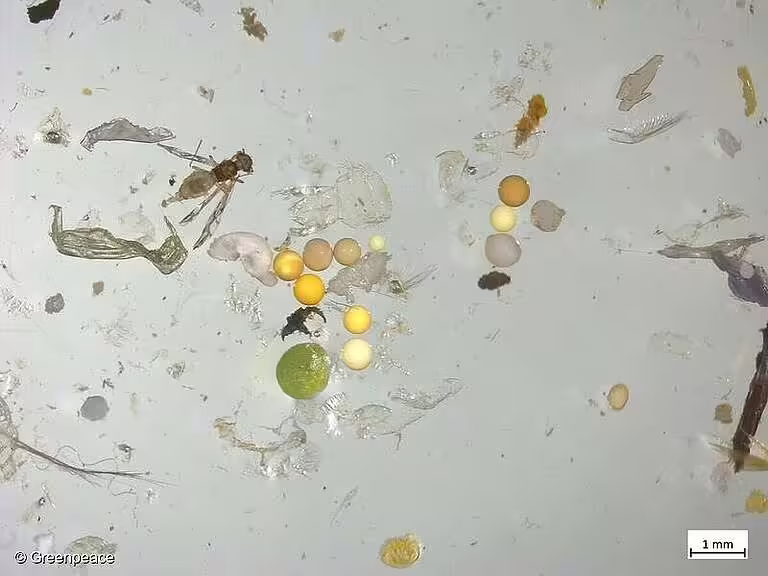 Mikroplastik di bawah mikroskop dari sampel air yang diambil oleh Greenpeace dari Sungai Rhine. (Foto: Greenpeace)