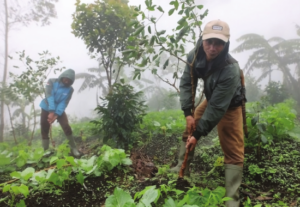 Pemberdayaan masyarakat lokal. (WALHI)