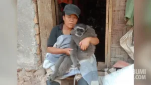 Tini Kasmawati pengasuh Owa Jawa di Sukabumi