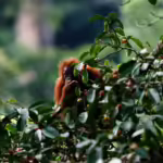 orangutan kalimantan