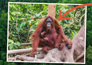 Orangutan Tapanuli. (Foto: Walhi)