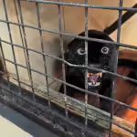 Macan tutul jawa (Panthera pardus melas) bernama Mancak bereaksi saat didekati di kandang penangkaran milik Taman Safari Indonesia, Bogor, Rabu, 16 April 2025. Macan tutul yang berhasil diselamatkan dari konflik dengan manusia di Kecamatan Mancak, Banten pada akhir Maret 2025 ini merupakan predator utama yang tersisa di Pulau Jawa dan statusnya dalam daftar merah International Union for Conservation of Nature pada kategori terancam punah.