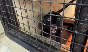 Macan tutul jawa (Panthera pardus melas) bernama Mancak bereaksi saat didekati di kandang penangkaran milik Taman Safari Indonesia, Bogor, Rabu, 16 April 2025. Macan tutul yang berhasil diselamatkan dari konflik dengan manusia di Kecamatan Mancak, Banten pada akhir Maret 2025 ini merupakan predator utama yang tersisa di Pulau Jawa dan statusnya dalam daftar merah International Union for Conservation of Nature pada kategori terancam punah.