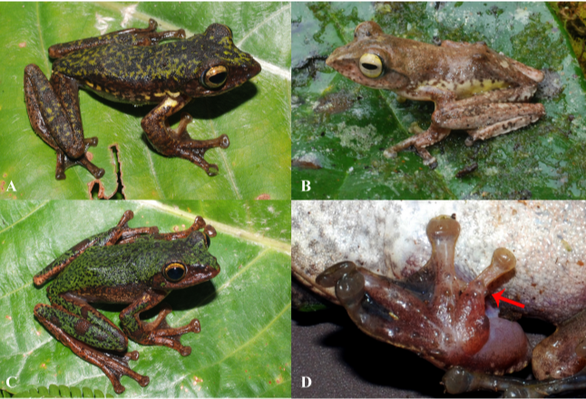 Spesies baru katak pohon Rhacophorus boeadii ditemukan peneliti BRIN di Pulau Sulawesi. (Foto: Amir Hamidy/BRIN)