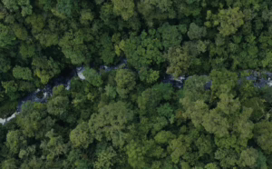 Kawasan hutan Indonesia. (Kementerian Kehutanan)
